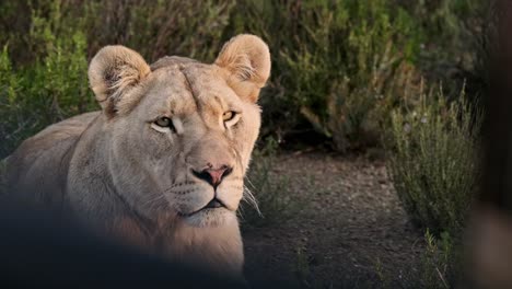 lioness looking up at a safari vehicle and observing