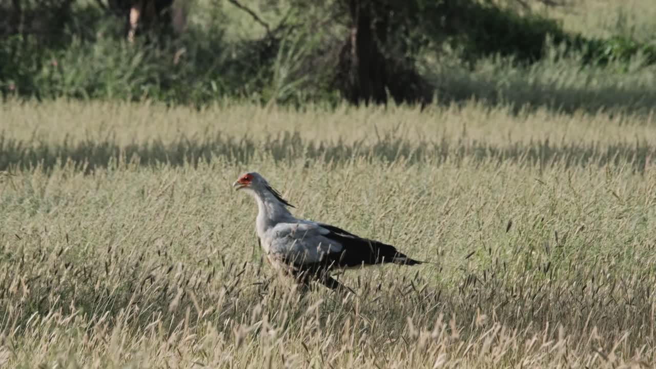 Secretary bird walking through long grass looking for prey in the Kalahari