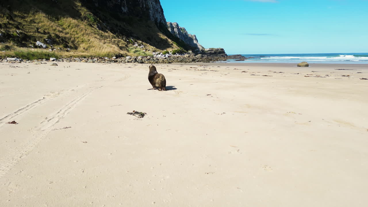 Leone marino che corre sulla spiaggia nella baia di Parakanui.