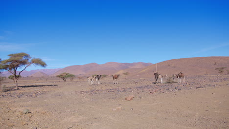 Dromedare-In-Der-Westsahara,-Mauretanien-Und-Marokko