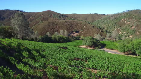 Una-Antena-De-Vista-Lateral-A-Lo-Largo-De-Una-Ladera-Sobre-Hileras-De-Viñedos-En-El-Condado-De-Sonoma,-En-El-Norte-De-California