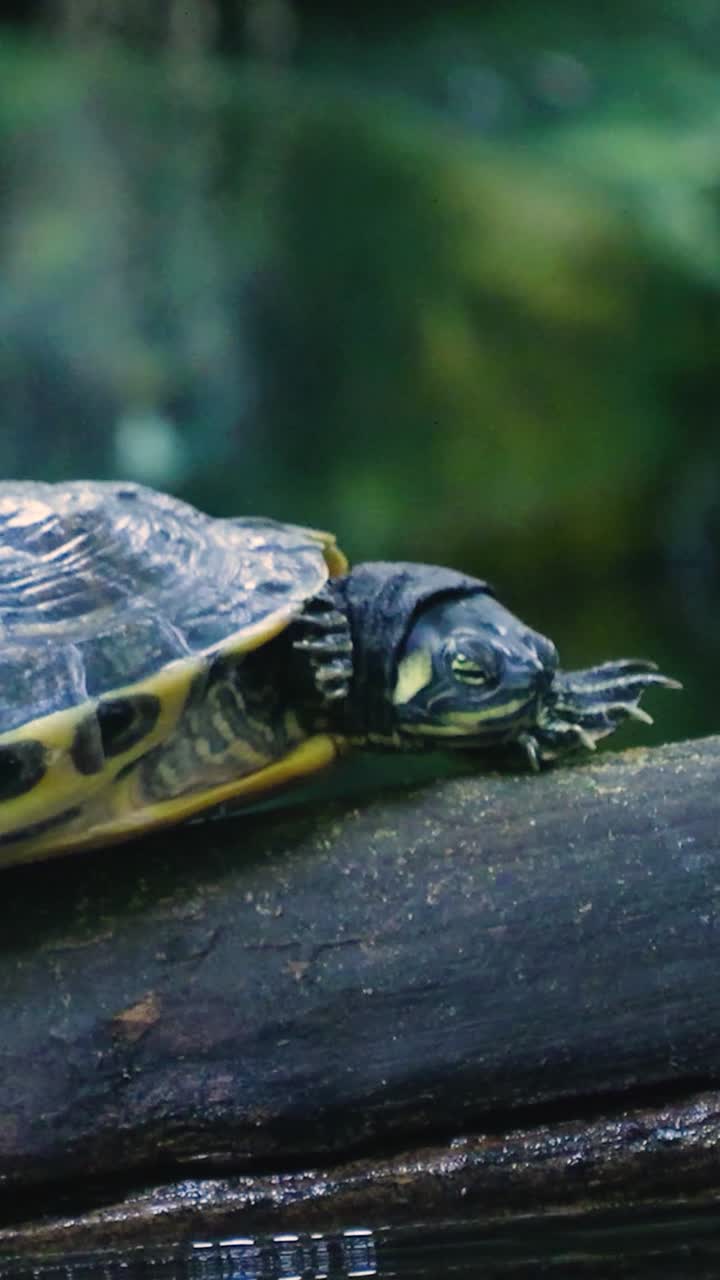 Close-up of a Turtle