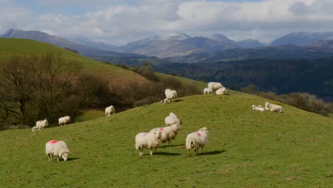 Sheep-on-hill-mound-with-mountains-in-the-background,-North-Wales-in-the-UK