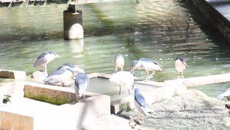 A-flock-of-common-Grey-heron's-Cranes-playing-by-the-water