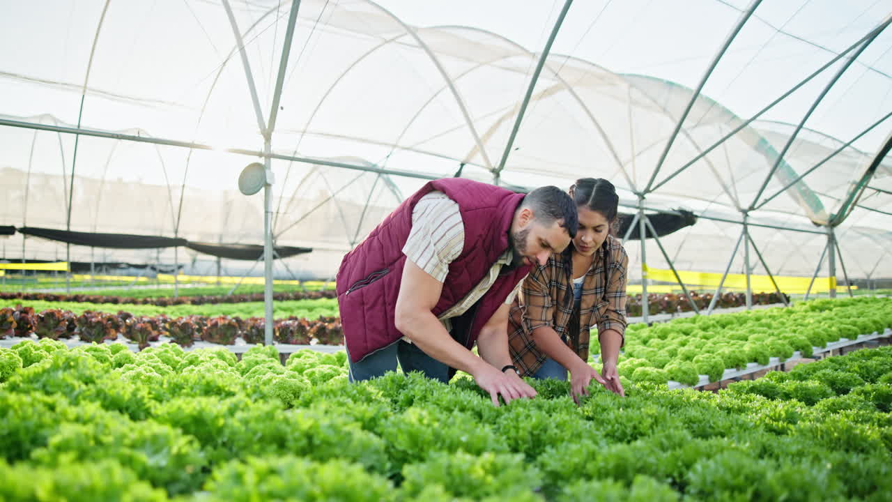 Farmers inspecting lettuce crop in a greenhouse
