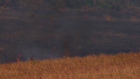 a timelapse of fire coming up to a dry brown grass after consuming vast land, controlled or prescribed burning, thailand