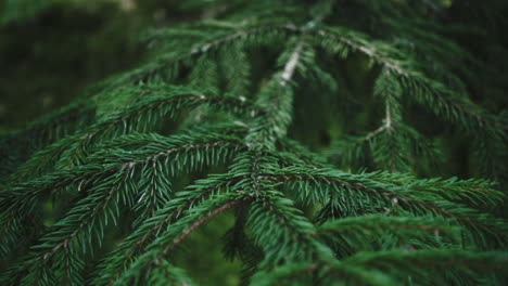 bright branch of pine needles in summer forest. fluffy pine tree branch