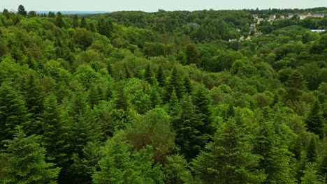 lush evergreen huelgoat forest on vertically tilted drone movement from above showing dense canopies in beautiful environment, france