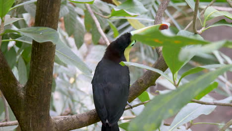 slow motion: amazing keel-billed toucan perched on branch,watching and jumping away