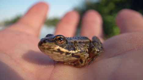 close up shot of common brown frog sitting in human hand during sunny day outdoors