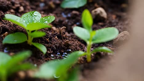 closeup of sprouting seedlings