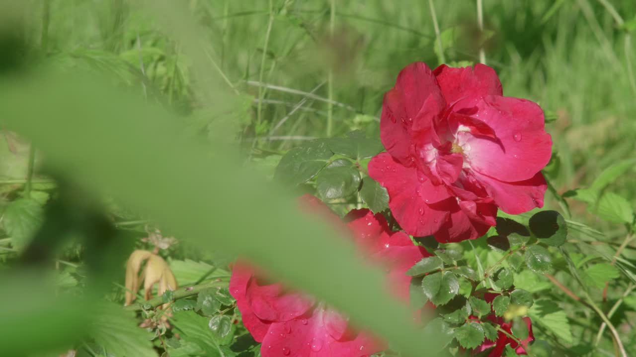 Rose Flowers Blooming In The Garden