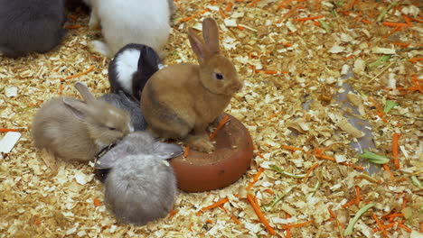 Different-rabbits-species-in-a-shelter-hopping-on-top-of-shredded-materials-and-wood-chips-or-sawdust