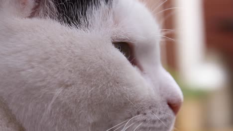 close-up of a white cats face