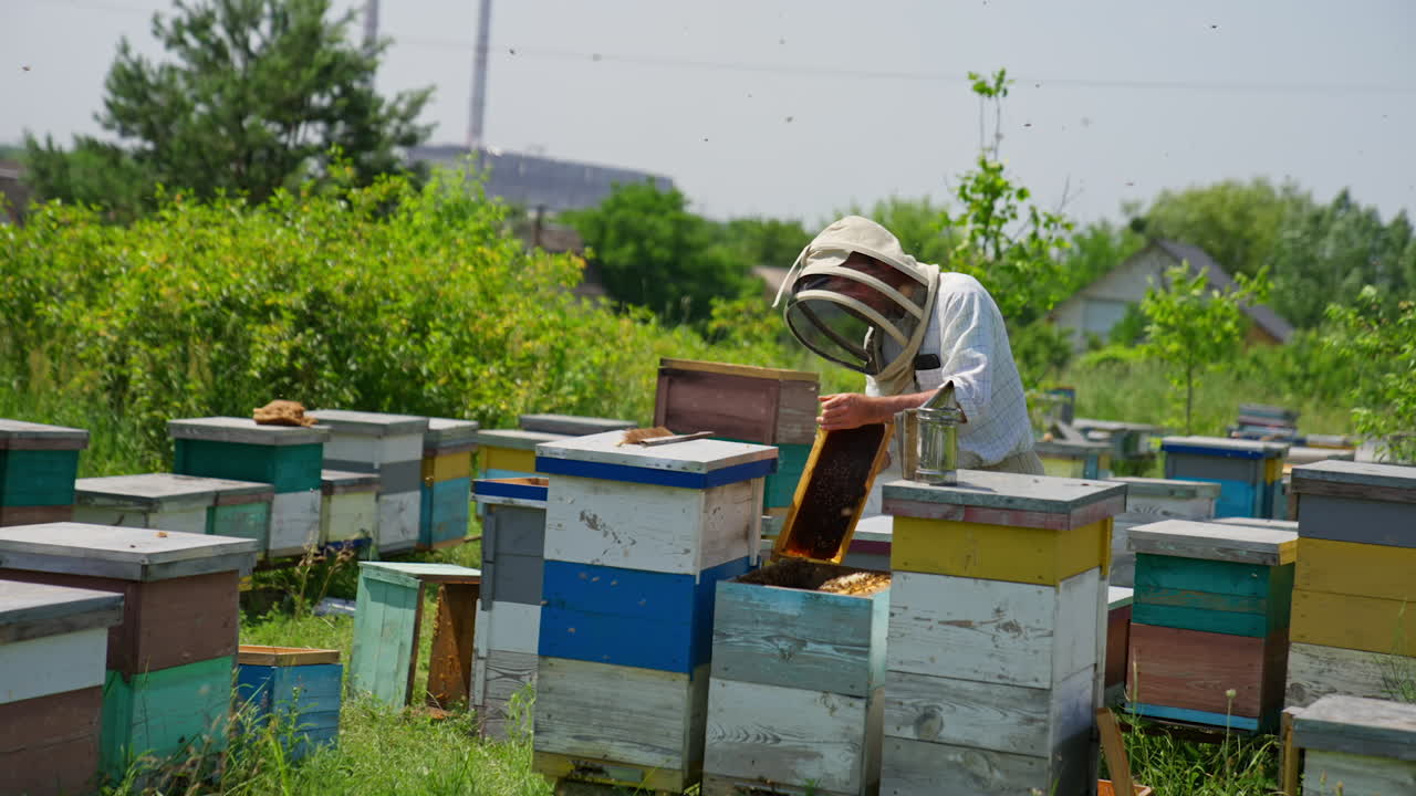 Apiculturist in protective hat holds a dark wax frame and cleans it with a tool. Numerous angry bees flying around the farmer.