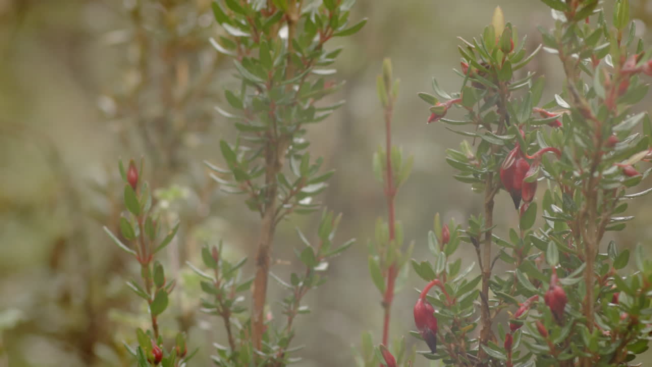bosque y vegetación, primer plano