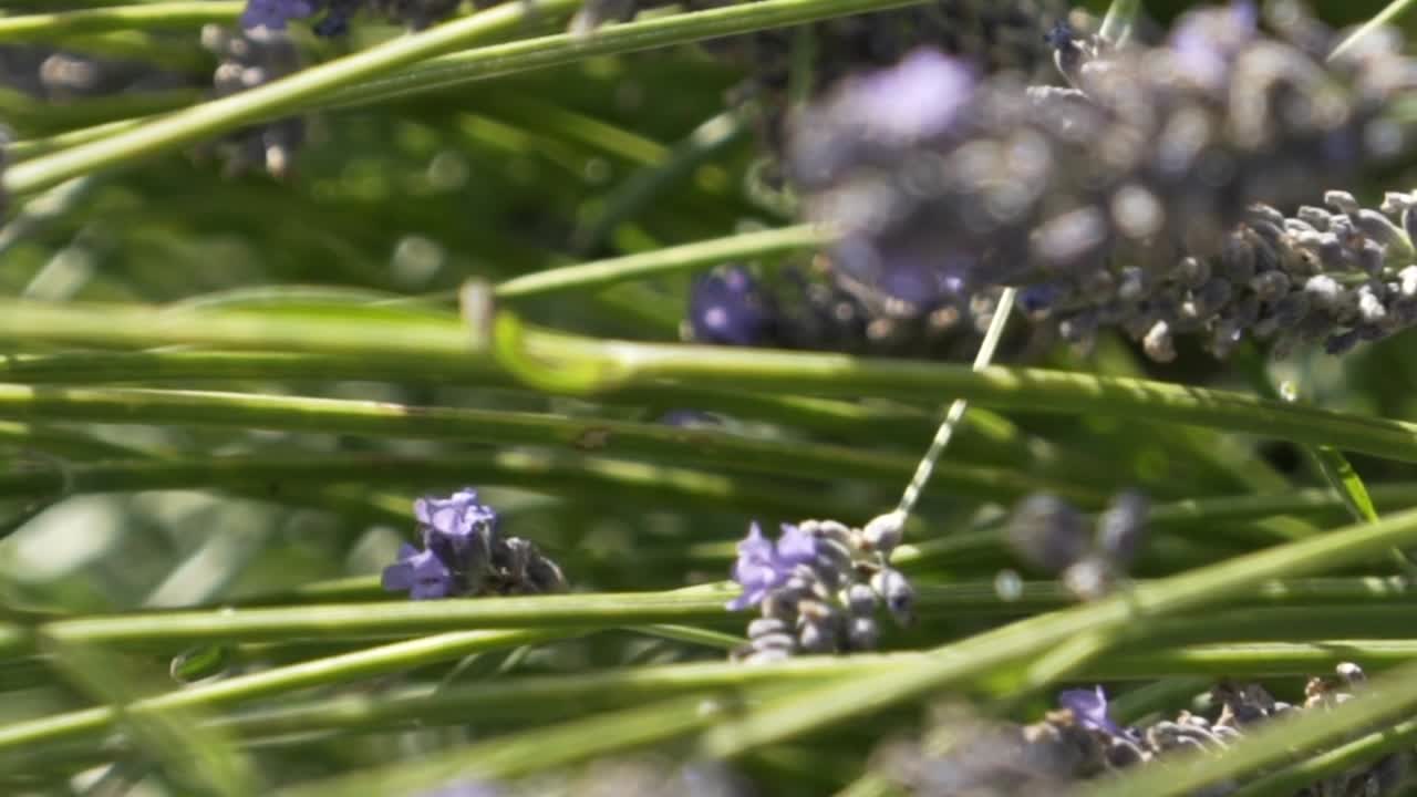 ラベンダーフィールド