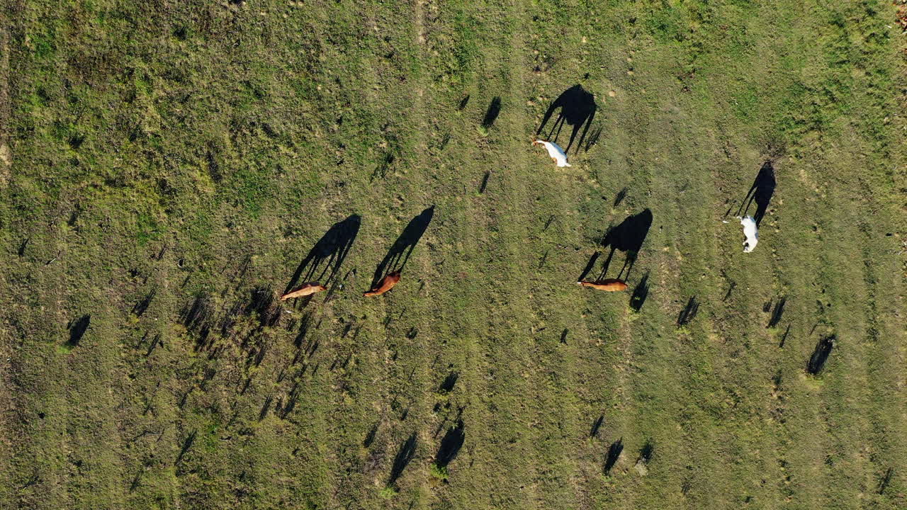 남아프리카 공화국의 맑은 하늘 아래 녹지 목초지에서 풀을 뜯는 야생마의 그림자