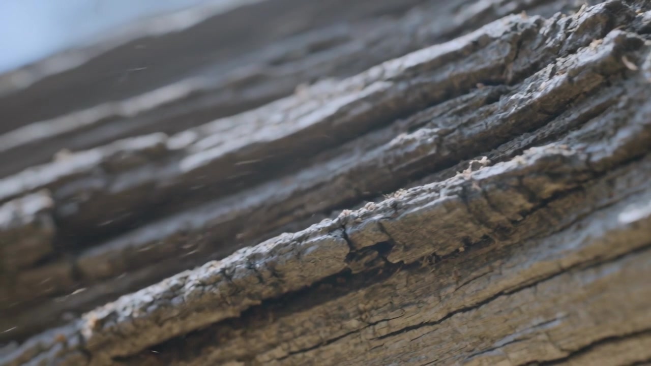 Telecamera che si sposta lentamente rivelando le texture della corteccia di un albero stagionata al bordo del parco, esponendo profonde scanalature.