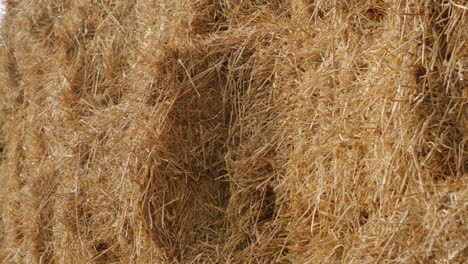 haystacks. wall outdoor in an agricultural field.