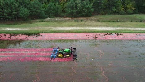 a harrow tractor slowly works its way through a cranberry bog gently knocking cranberries off their vine allowing their buoyancy to float them to the water's surface