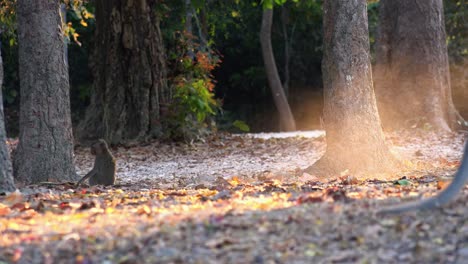 wide shot of small monkey walking on screen then stopping at a tree while a bigger monkey walks through the shot in the foreground with smoky dust