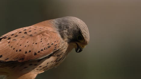 close-up of a kestrel