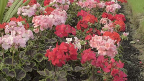 pink and red geraniums blowing in the wind