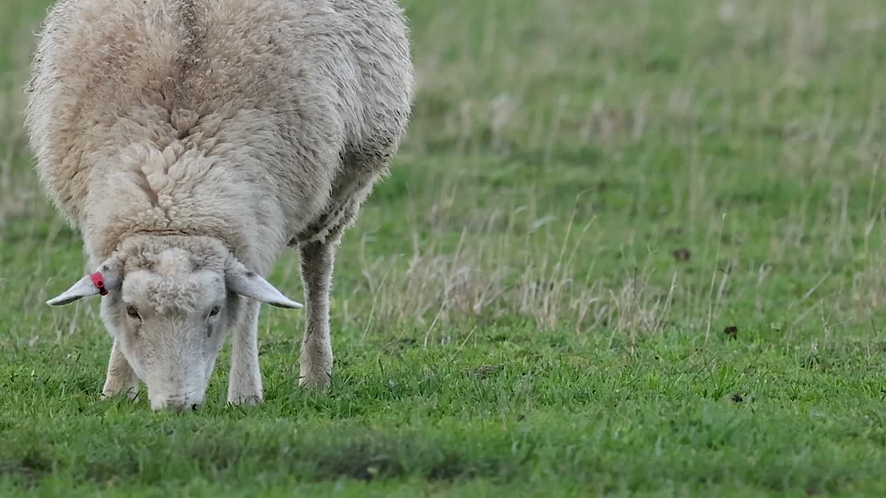 Ein einsames Wollschaf mit Ohrmarken grast friedlich auf einer saftig grünen Wiese