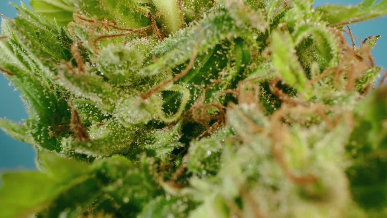 대마초  ⁇ 의 탐사 렌즈와 함께 매크로 세부 사항 확대 및 트리코마, 탐사 렌즈를 표시