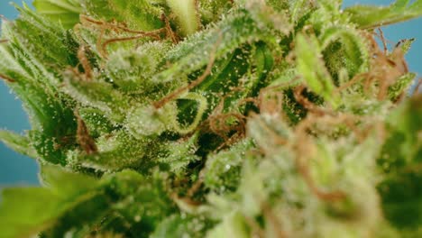 detalle macro con lente de la sonda del capullo de cannabis hacer zoom y mostrar tricomas, lente de la sonda