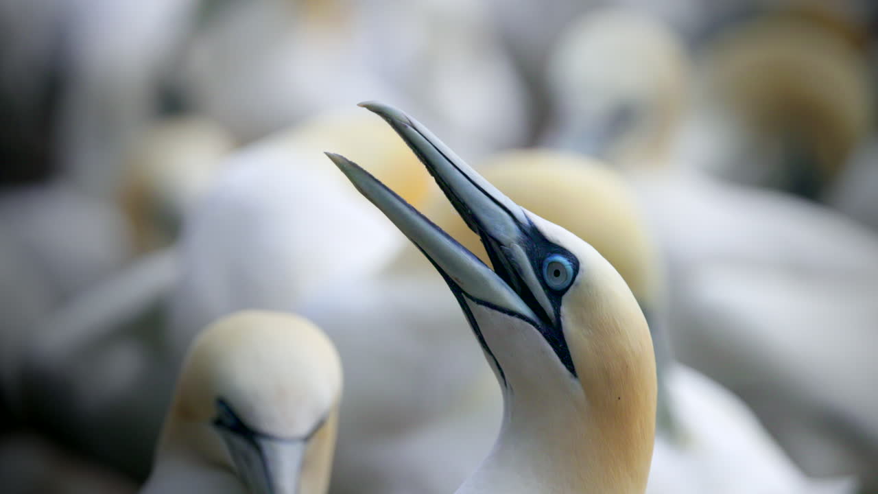Northern gannet face close up in 4k 60fps slow motion taken at ile Bonaventure in Perc&eacute;, Qu&eacute;bec, Gasp&eacute;sie, Canada