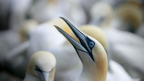 Northern-gannet-face-close-up-in-4k-60fps-slow-motion-taken-at-ile-Bonaventure-in-Percé,-Québec,-Gaspésie,-Canada