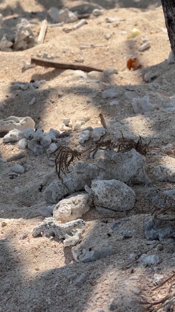 Liten eremitkräfta krypande på sandstrand med korallfragment
