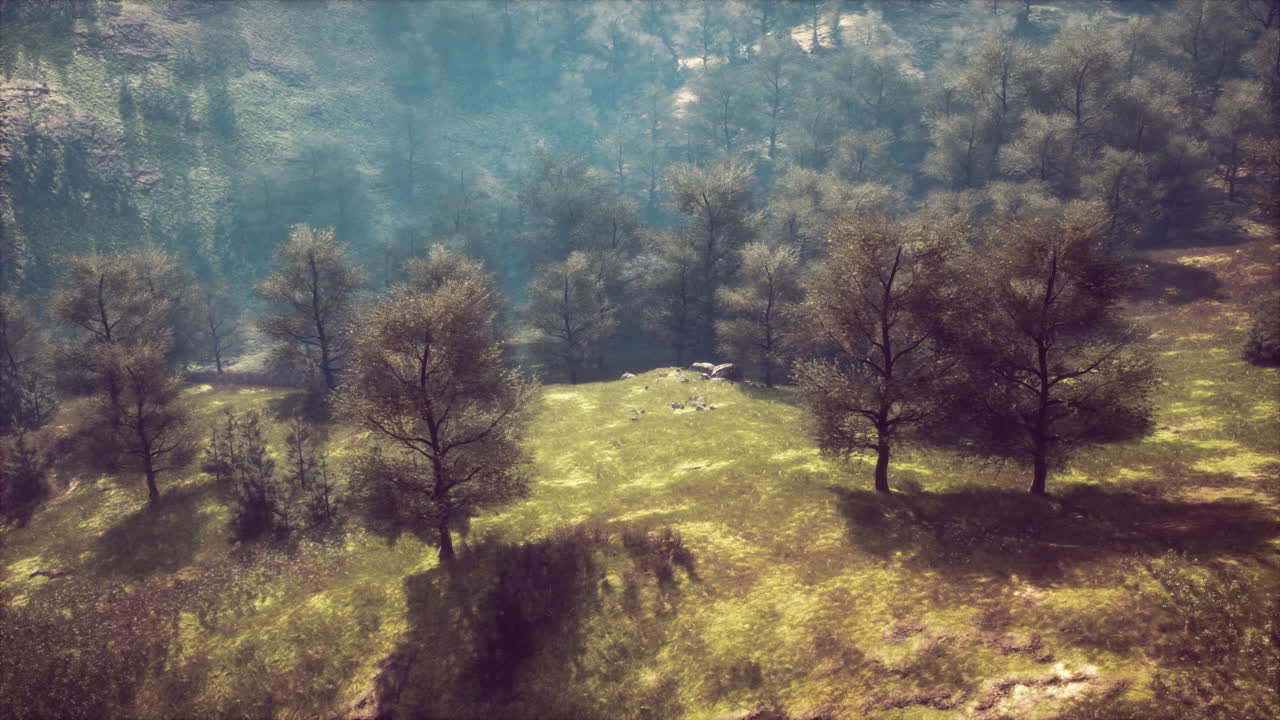 Vista aérea de un bosque