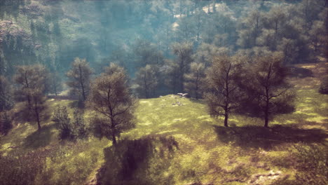 vista aerea de un bosque