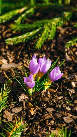 vertical timelapse video of flower petals folding as day turns to night. violet crocus flower in spring.