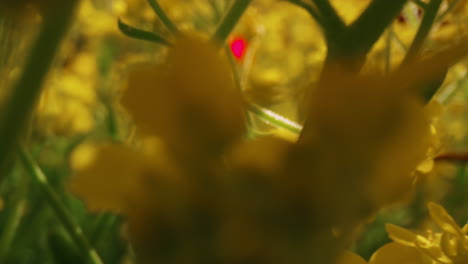 Yellow-flowers-blooming-field-in-sunny-day.-Meditative-floral-background.