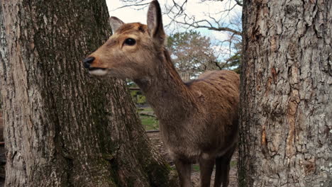 close up a wild deer standing between trees in the nara park. japan