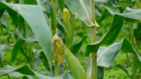 ear of corn growing on corn stalk