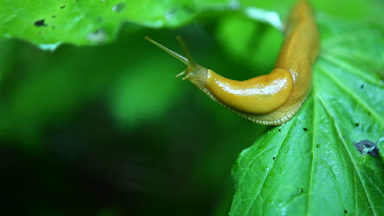 Una lumaca banana attraversa una foglia 1