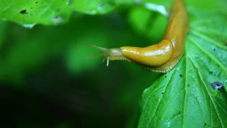 una babosa de plátano viaja a través de una hoja 1