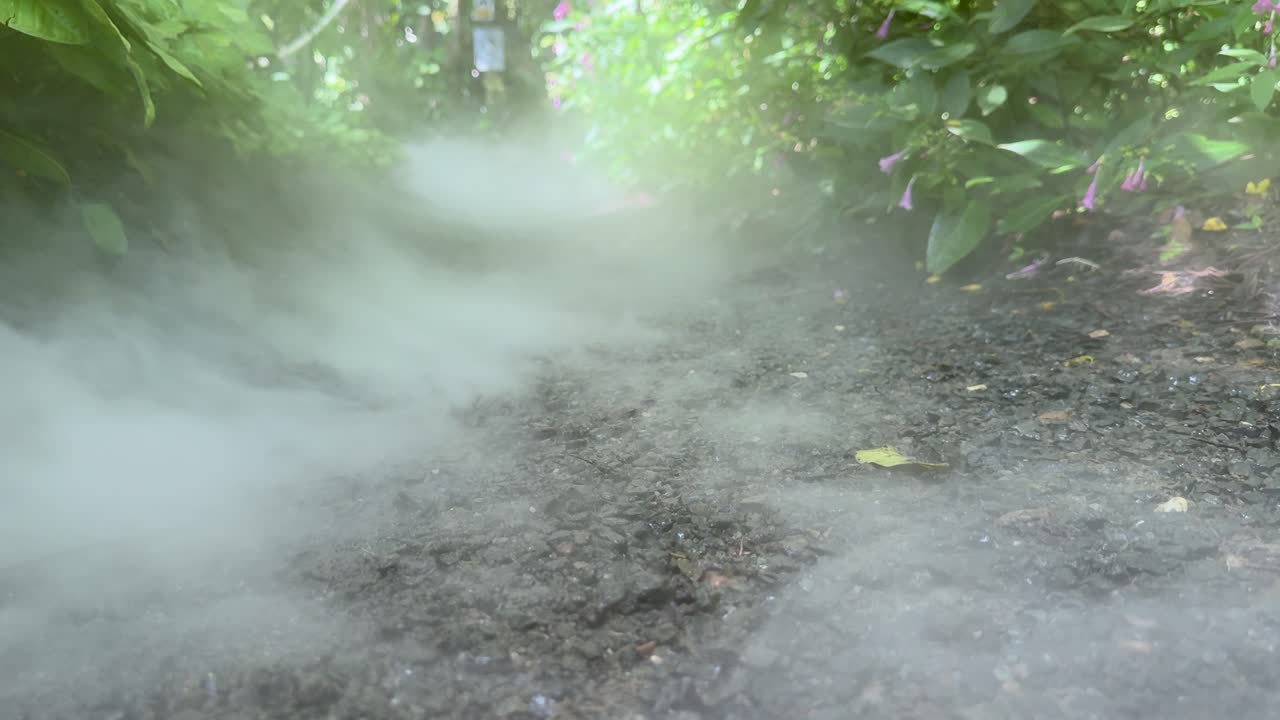 Ground-level fog drifts across a shaded garden path, surrounded by dense green foliage, daylight