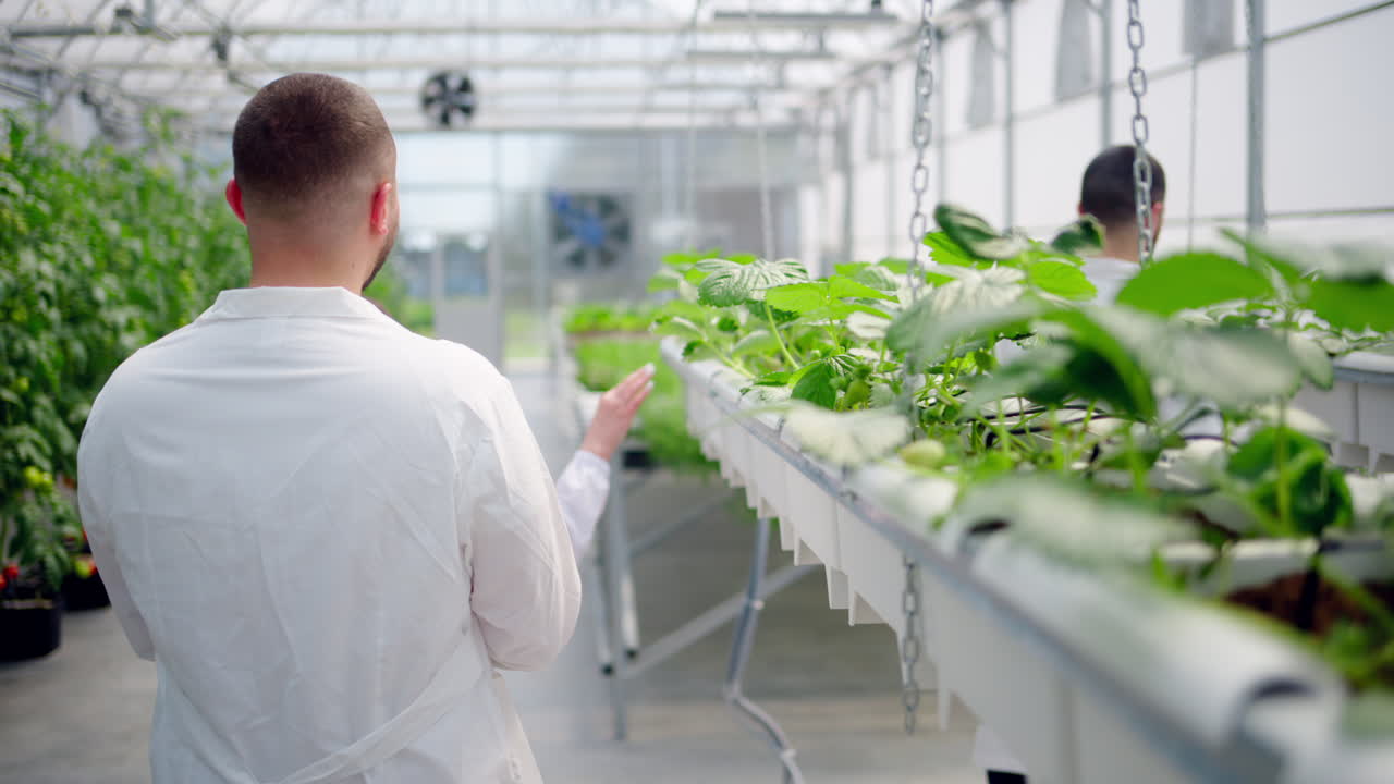 Three laboratory technicians in white coats working with wild strawberry grown with the Hydroponic method in a greenhouse