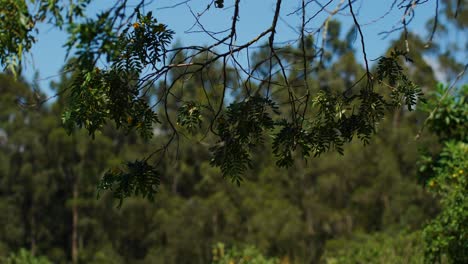 Branches-hang-low-barren-of-leaves,-many-small-oblong-oval-shaped-green-leaf