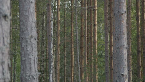 handheld dolly shot of tall pine trees in forest at day in autumn, no people