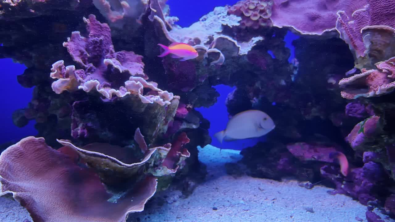 Saltwater reef aquarium with pastel colors of fish and coral at the Maui Ocean Center in Hawaii