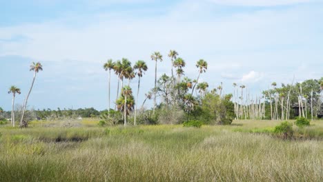 Florida-Palmen-In-Der-Natur