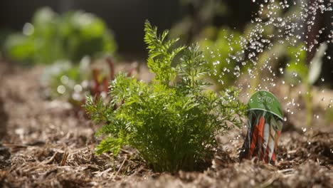 Watering-baby-carrots-in-vegetable-garden-2000-fps-Phantom