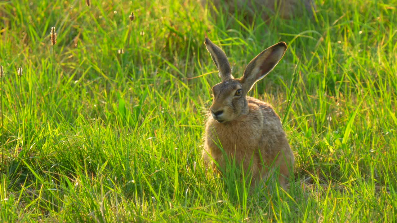 la liebre marrón agachada en la puesta de sol en un prado verde en mecklenburg pomerania occidental